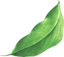 pheroma